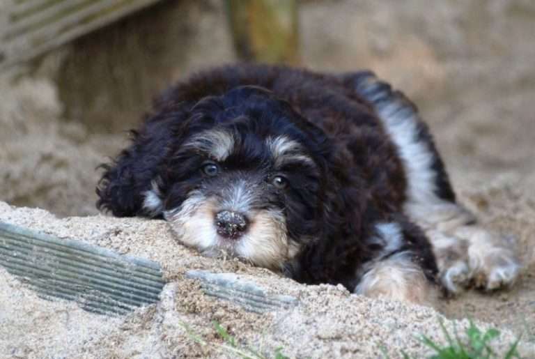 what-is-an-aussiedoodle-8-fun-facts-about-aussiedoodles