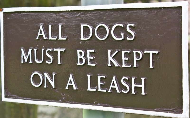 Dogs Allowed in Walmart? Home Depot? 40 DogFriendly Stores