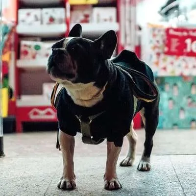 french bulldog service dog